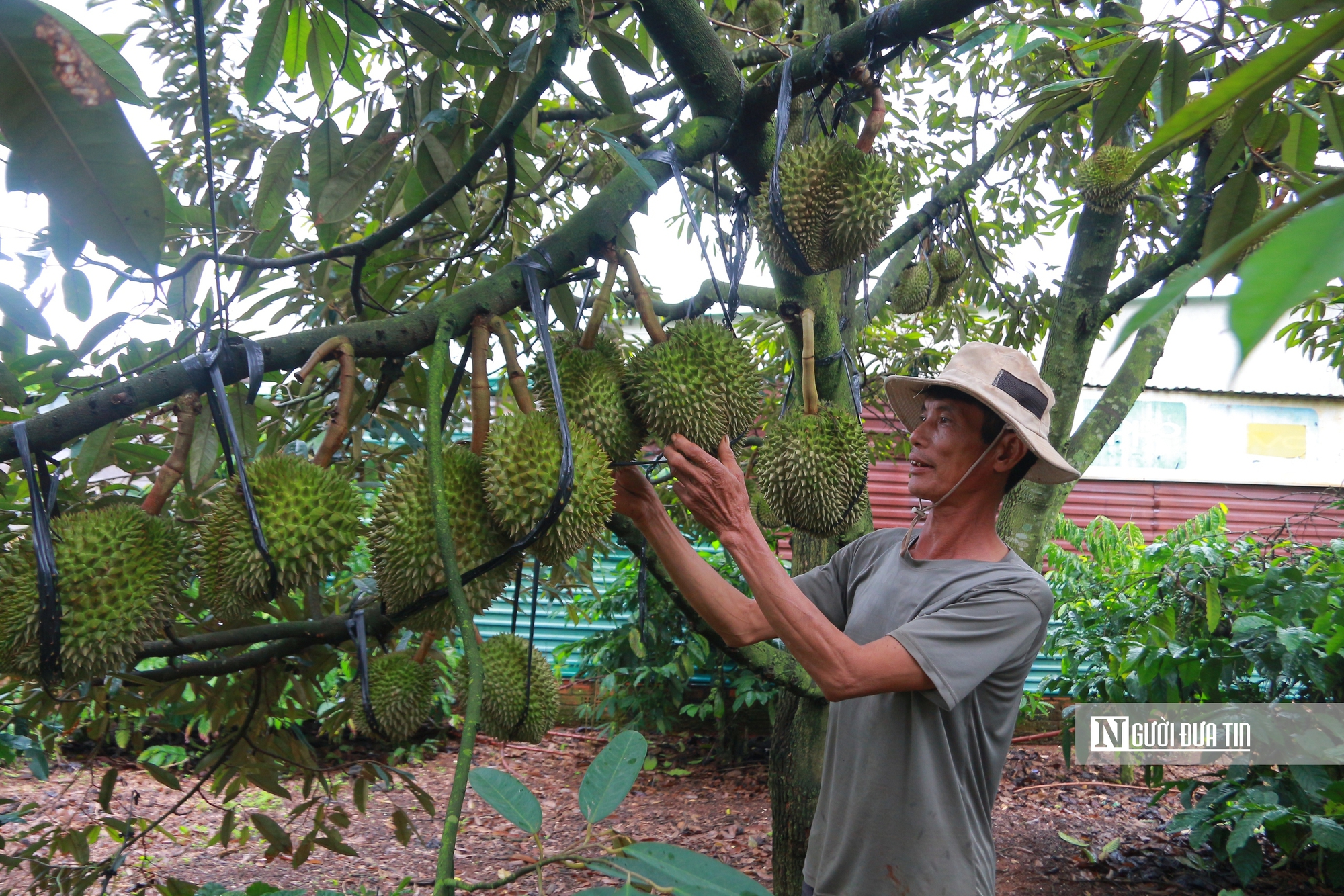 Sầu riêng chưa chín, nỗi lo đã đầy vườn ở Đắk Lắk- Ảnh 1. Sầu riêng chưa chín, nỗi lo đã đầy vườn ở Đắk Lắk- Ảnh 1.