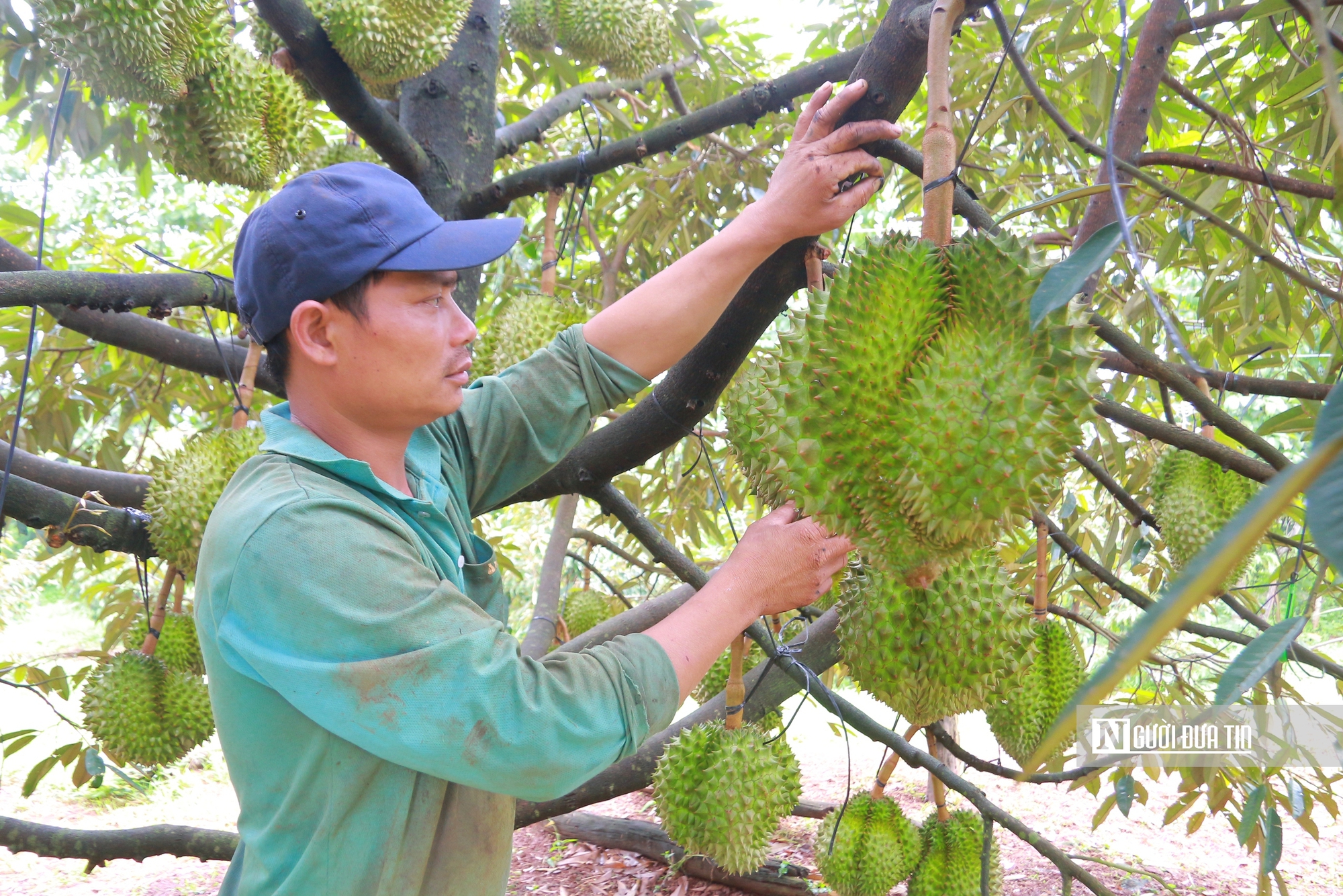 Sầu riêng chưa chín, nỗi lo đã đầy vườn ở Đắk Lắk- Ảnh 5. Sầu riêng chưa chín, nỗi lo đã đầy vườn ở Đắk Lắk- Ảnh 5.