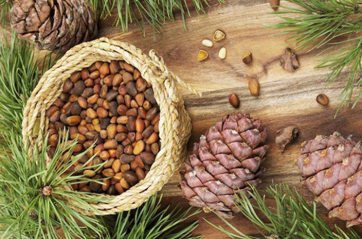 Loại hạt đắt đỏ bậc nhất thế giới, ở Việt Nam xưa rụng đầy gốc ít ai nhặt- Ảnh 2. Loại hạt đắt đỏ bậc nhất thế giới, ở Việt Nam xưa rụng đầy gốc ít ai nhặt- Ảnh 2.