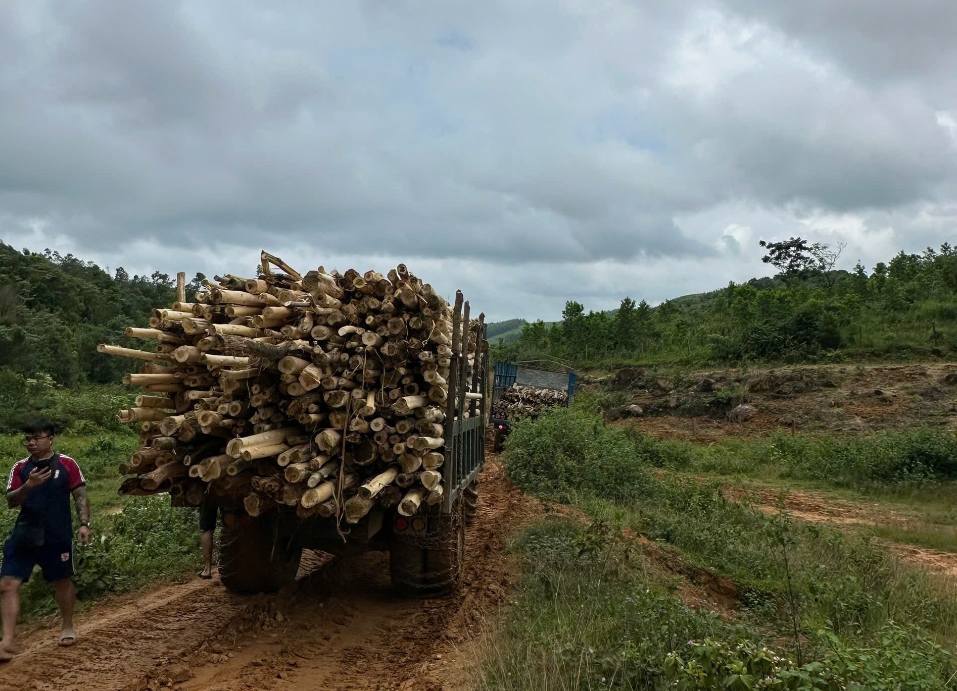 Xác minh vụ khai thác gỗ keo trong rừng trồng của Công ty Phúc Phong Gia Lai- Ảnh 4. Xác minh vụ khai thác gỗ keo trong rừng trồng của Công ty Phúc Phong Gia Lai- Ảnh 4.