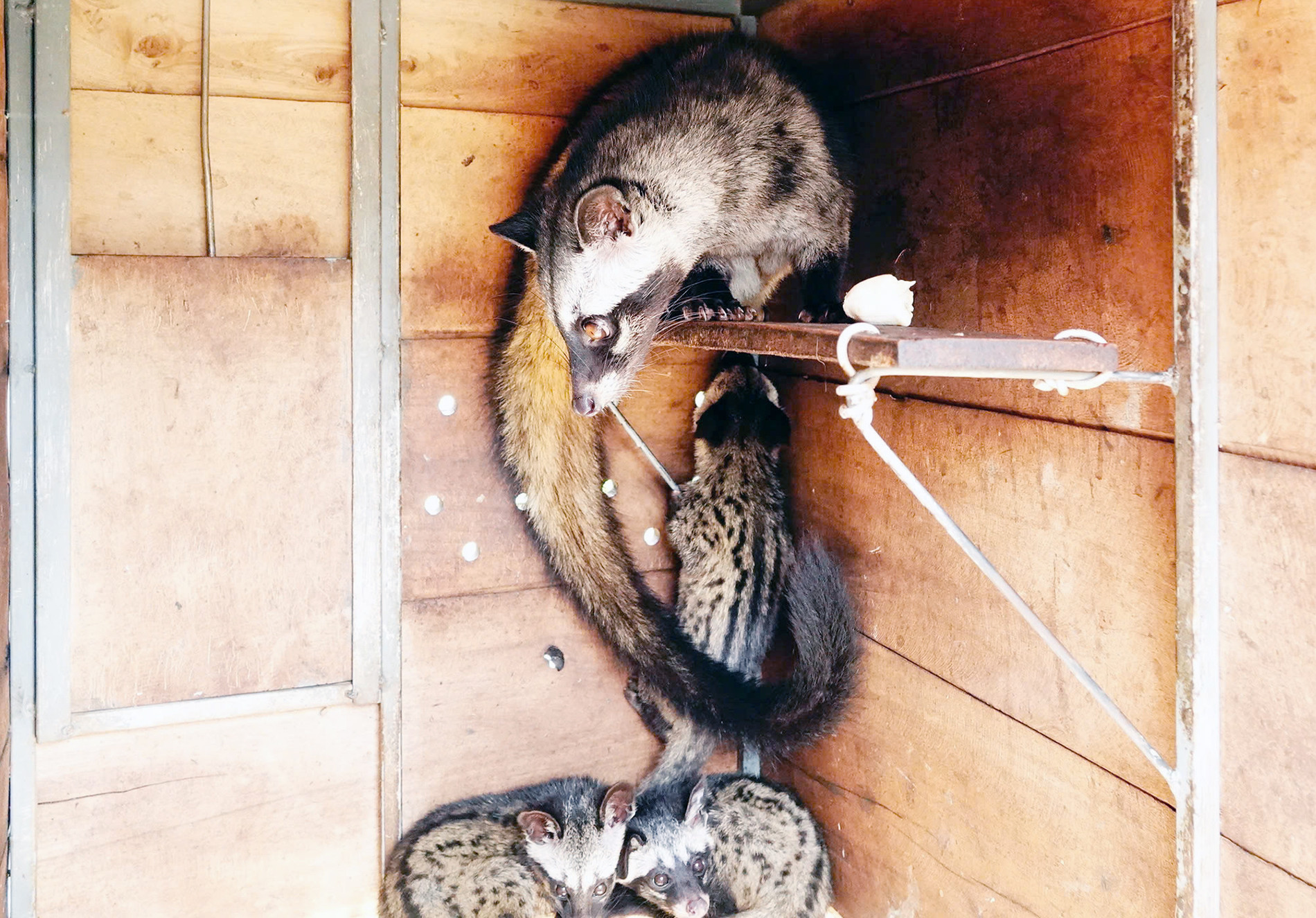 Cãi vợ nuôi con "đặc sản" dân nhậu thích mê, lão nông kiếm bộn tiền- Ảnh 2. Cãi vợ nuôi con "đặc sản" dân nhậu thích mê, lão nông kiếm bộn tiền- Ảnh 2.