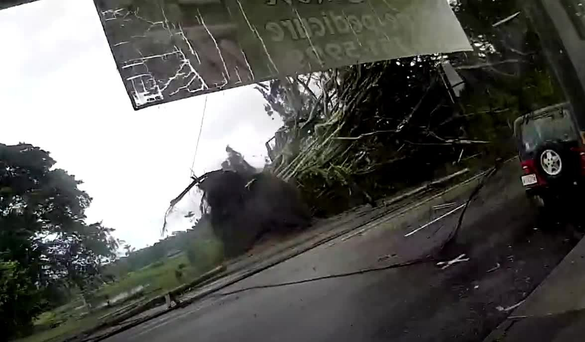 Cây đa đổ do bão, người dân tá hỏa phát hiện sự thật đau lòng- Ảnh 1. Cây đa đổ do bão, người dân tá hỏa phát hiện sự thật đau lòng- Ảnh 1.