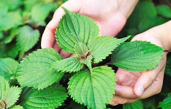 Nước lá tía tô tốt cho sức khỏe và sắc đẹp nhưng không nên lạm dụng? - Ảnh 3.