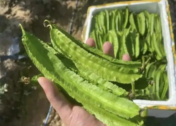 Thứ từng là "thức ăn cho lợn" nay có giá đắt đỏ, 1 triệu đồng/kg, ở Việt Nam trồng bạt ngàn- Ảnh 3. Thứ từng là "thức ăn cho lợn" nay có giá đắt đỏ, 1 triệu đồng/kg, ở Việt Nam trồng bạt ngàn- Ảnh 3.