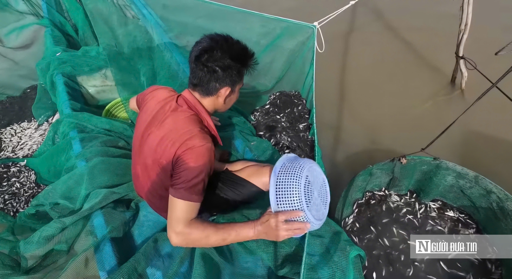 Đặc sản mùa nước nổi miền Tây- Ảnh 2. Đặc sản mùa nước nổi miền Tây- Ảnh 2.