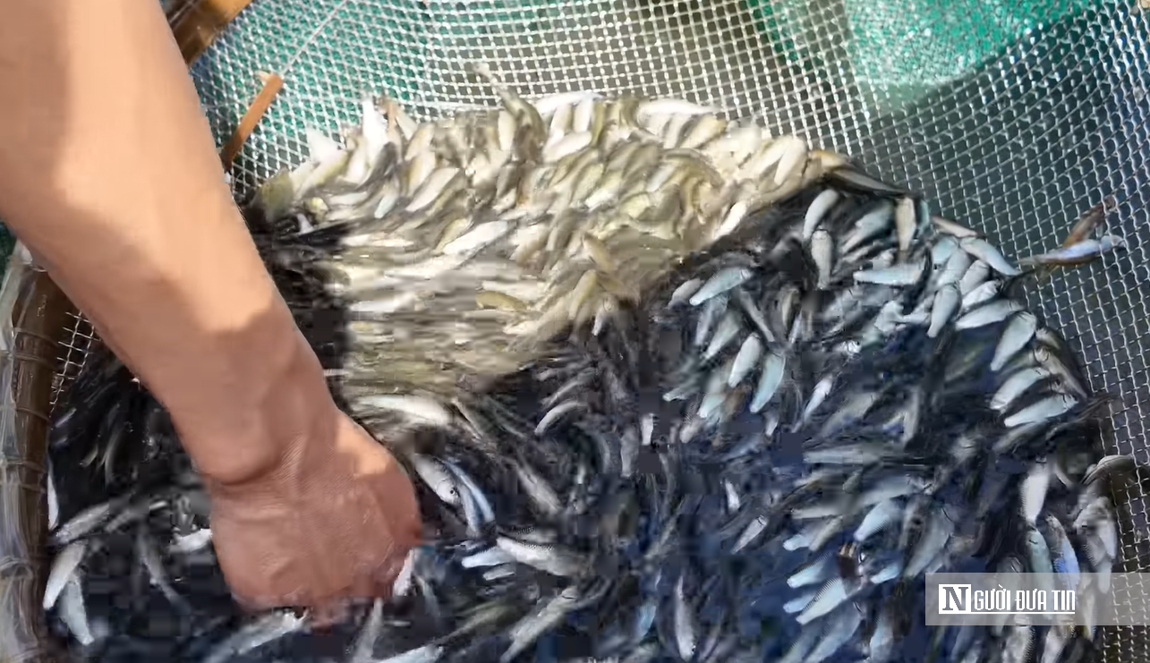 Đặc sản mùa nước nổi miền Tây- Ảnh 4. Đặc sản mùa nước nổi miền Tây- Ảnh 4.