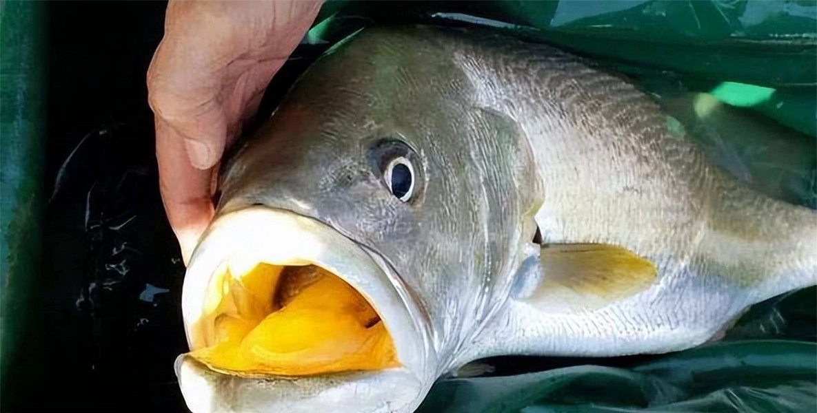 Loài cá đắt đỏ bậc nhất thế giới, trong bụng có thứ "quý như vàng", giá hơn 1 tỷ đồng/kg, ở Việt Nam cũng có- Ảnh 4. Loài cá đắt đỏ bậc nhất thế giới, trong bụng có thứ "quý như vàng", giá hơn 1 tỷ đồng/kg, ở Việt Nam cũng có- Ảnh 4.