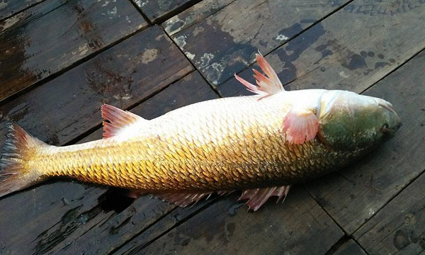 Loài cá đắt đỏ bậc nhất thế giới, trong bụng có thứ "quý như vàng", giá hơn 1 tỷ đồng/kg, ở Việt Nam cũng có- Ảnh 5. Loài cá đắt đỏ bậc nhất thế giới, trong bụng có thứ "quý như vàng", giá hơn 1 tỷ đồng/kg, ở Việt Nam cũng có- Ảnh 5.
