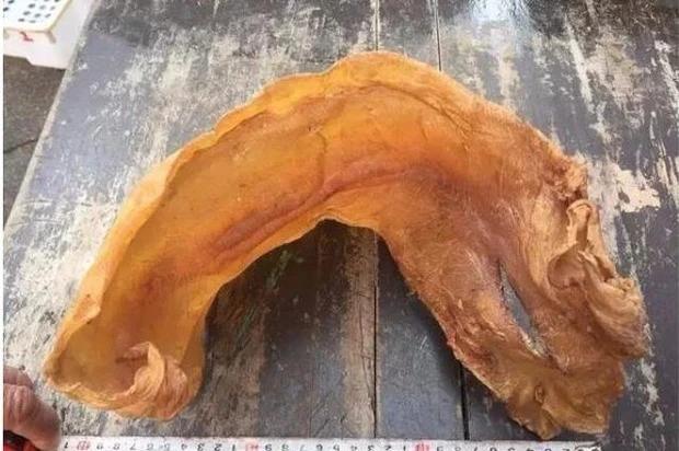 Loài cá đắt đỏ bậc nhất thế giới, trong bụng có thứ "quý như vàng", giá hơn 1 tỷ đồng/kg, ở Việt Nam cũng có- Ảnh 6. Loài cá đắt đỏ bậc nhất thế giới, trong bụng có thứ "quý như vàng", giá hơn 1 tỷ đồng/kg, ở Việt Nam cũng có- Ảnh 6.