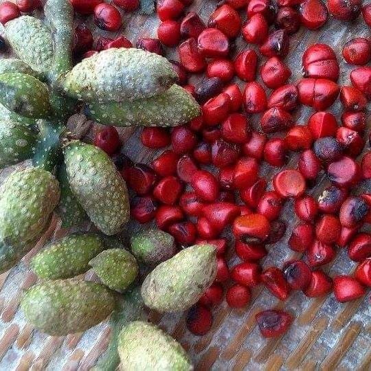 Loại hạt xưa rụng "thối gốc" không ai nhặt, nay có giá đắt đỏ bậc nhất Việt Nam, 4 triệu đồng/kg - Ảnh 1.