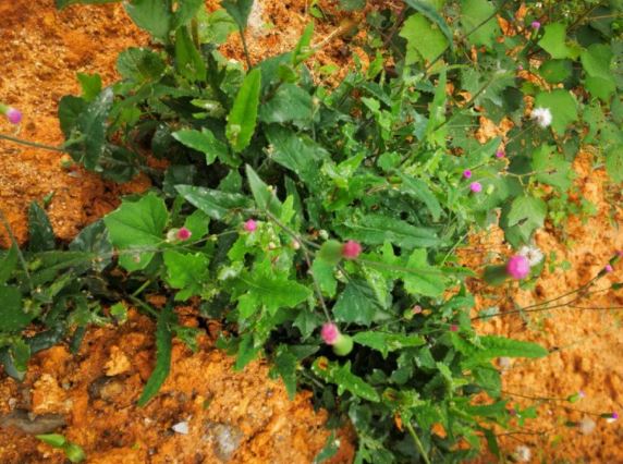 Rau dại có tên "dài dằng dặc", ở quê mọc um tùm, hái bán là "kiếm bộn tiền" - Ảnh 2.