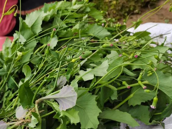 Rau dại có tên "dài dằng dặc", ở quê mọc um tùm, hái bán là "kiếm bộn tiền" - Ảnh 3.