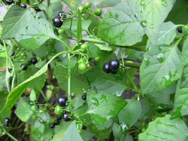 Quả dại ven đường xưa không ai "ngó" nay có giá đắt đỏ, gần 1 triệu/kg, ở Việt Nam mọc um tùm - Ảnh 1.