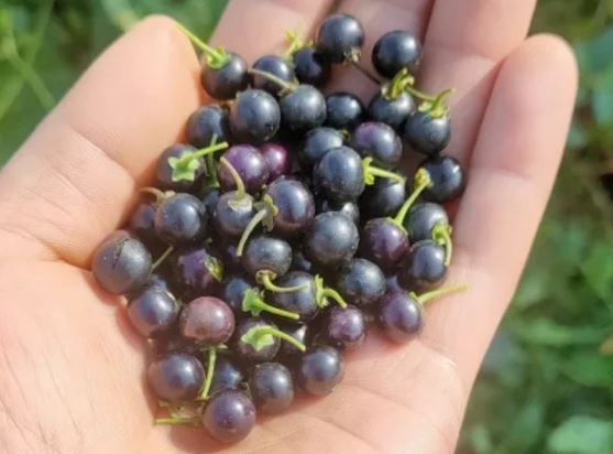 Quả dại ven đường xưa không ai "ngó" nay có giá đắt đỏ, gần 1 triệu/kg, ở Việt Nam mọc um tùm - Ảnh 2.
