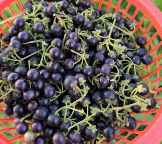 Quả dại ven đường xưa không ai "ngó" nay có giá đắt đỏ, gần 1 triệu/kg, ở Việt Nam mọc um tùm - Ảnh 3.