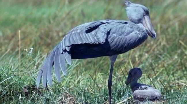 Loài chim quý hiếm bậc nhất thế giới, cao bằng người, chuyên săn cá sấu - Ảnh 1.
