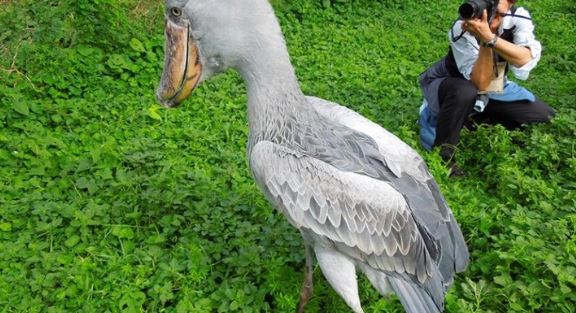 Loài chim quý hiếm bậc nhất thế giới, cao bằng người, chuyên săn cá sấu - Ảnh 2.