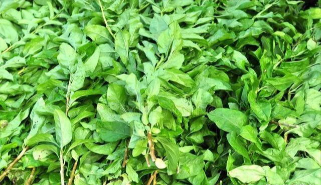 Đừng chỉ ăn quả, lá loại cây này quý như "nhân sâm của nhà nghèo", nhiều người không biết mà ăn - Ảnh 3.