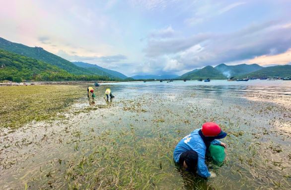 Rau dại xưa không ai "ngó" nay thành đặc sản đắt đỏ, 1 triệu đồng/kg - Ảnh 1.