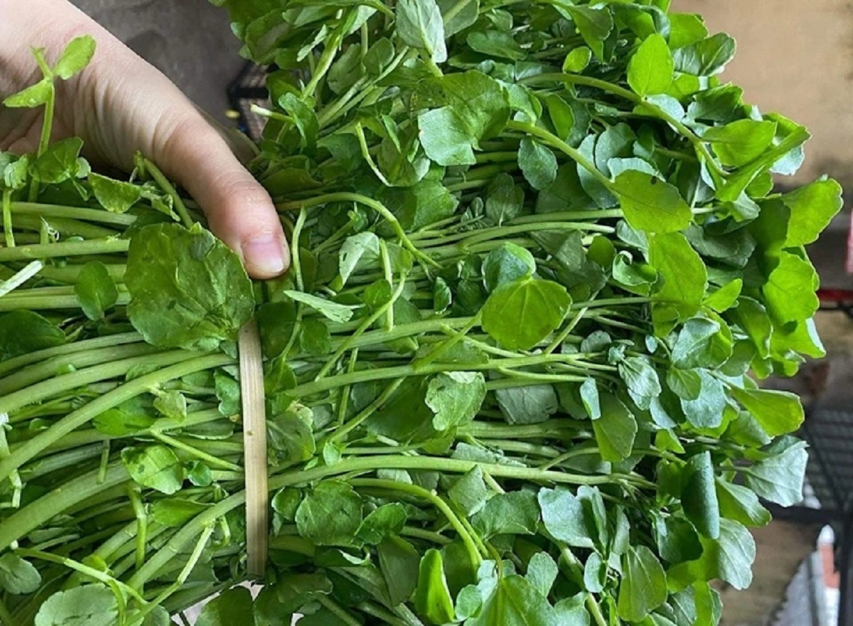 2 loại rau dễ là nơi "tổ ký sinh trùng" ẩn náu, nhất cái số 1 nhiều người mê tít- Ảnh 1.