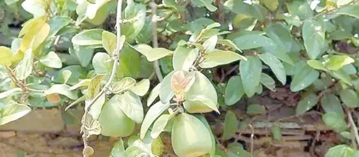 Loại cây mọc dại khắp Việt Nam trước không ai "ngó", ở nước ngoài gần nửa triệu/kg - Ảnh 1.