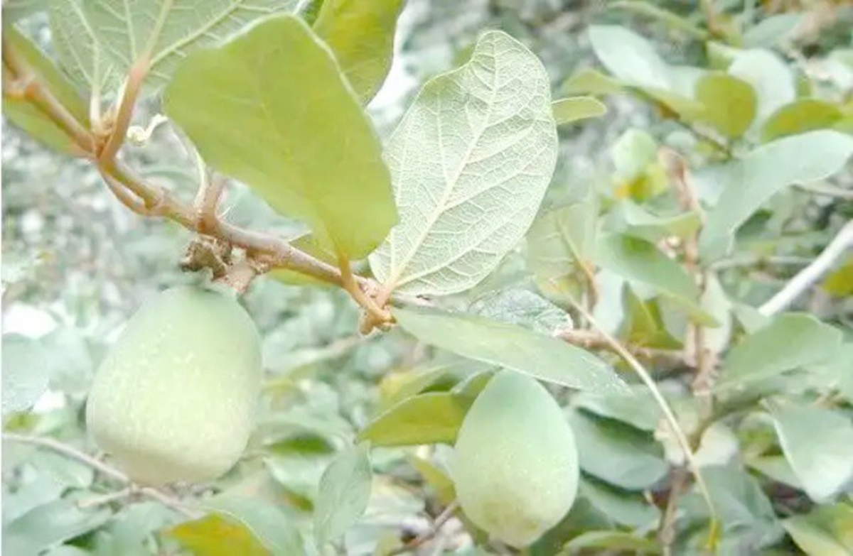 Loại cây mọc dại khắp Việt Nam trước không ai "ngó", ở nước ngoài gần nửa triệu/kg - Ảnh 2.
