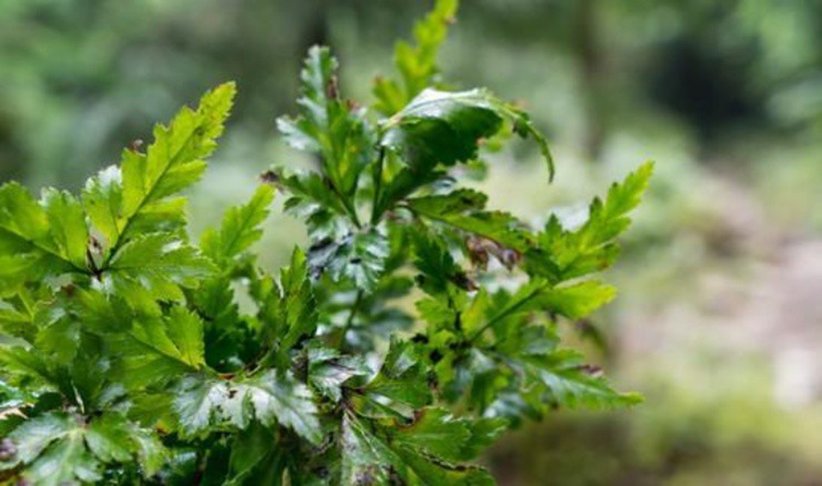 Loại cây dại trước ít ai "ngó", lên núi thấy nhổ về bán đút túi ngay hơn nửa triệu/kg - Ảnh 1.