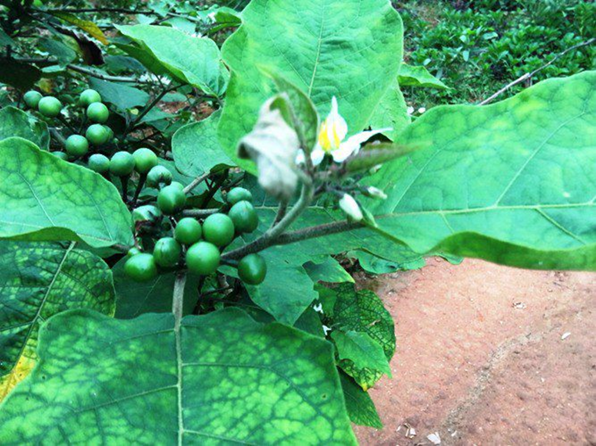 Vân vi đặc sản... - Ảnh 1.