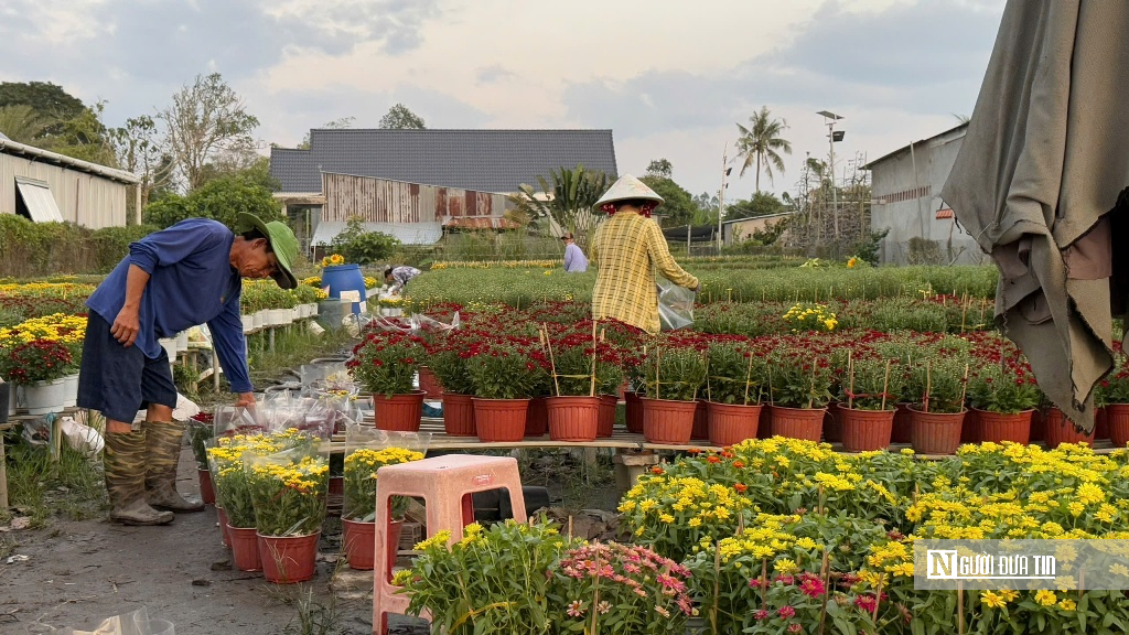 “Thủ phủ” hoa miền Tây hướng đến Festival Hoa lần thứ 2 - Ảnh 4.
