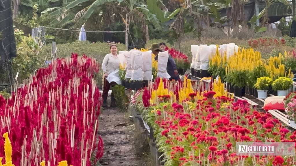 “Thủ phủ” hoa miền Tây hướng đến Festival Hoa lần thứ 2 - Ảnh 5.