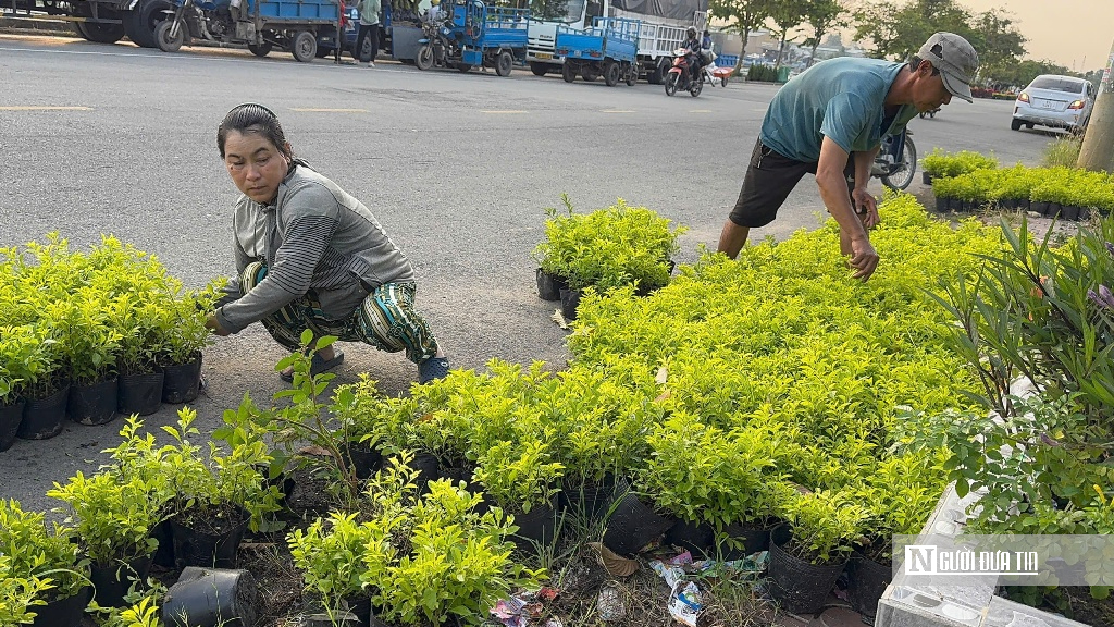“Thủ phủ” hoa miền Tây hướng đến Festival Hoa lần thứ 2 - Ảnh 6.