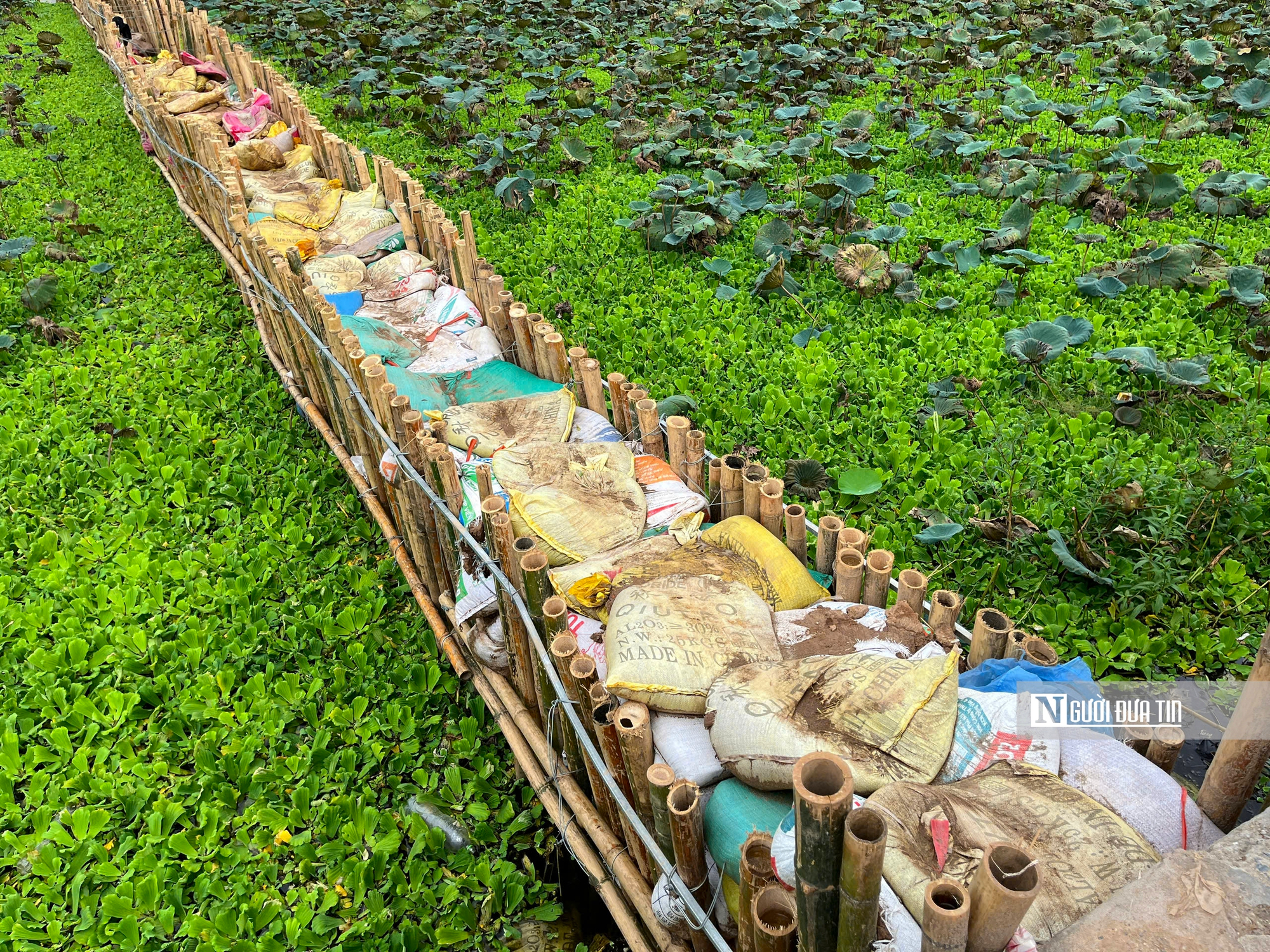 Hà Nội: Đội mưa thi công dưới hồ sen làm dự án "hồi sinh" sông Tô Lịch - Ảnh 4.