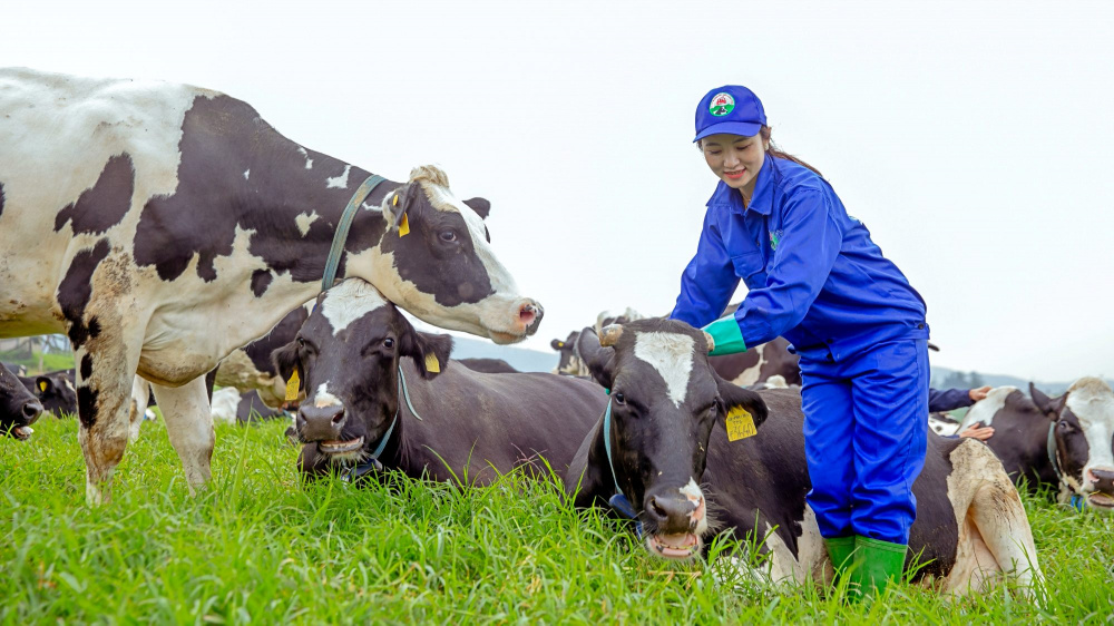 Hội Chăn nuôi đề xuất giải pháp phát triển bền vững ngành sữa Việt Nam - Ảnh 2.