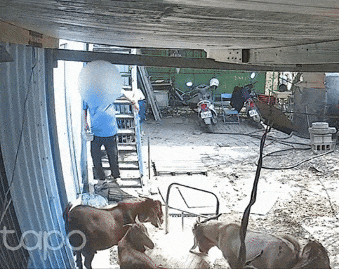 Hơn 100 con dê chết bất thường, chủ trang trại sốc nặng khi biết thủ phạm - Ảnh 2.