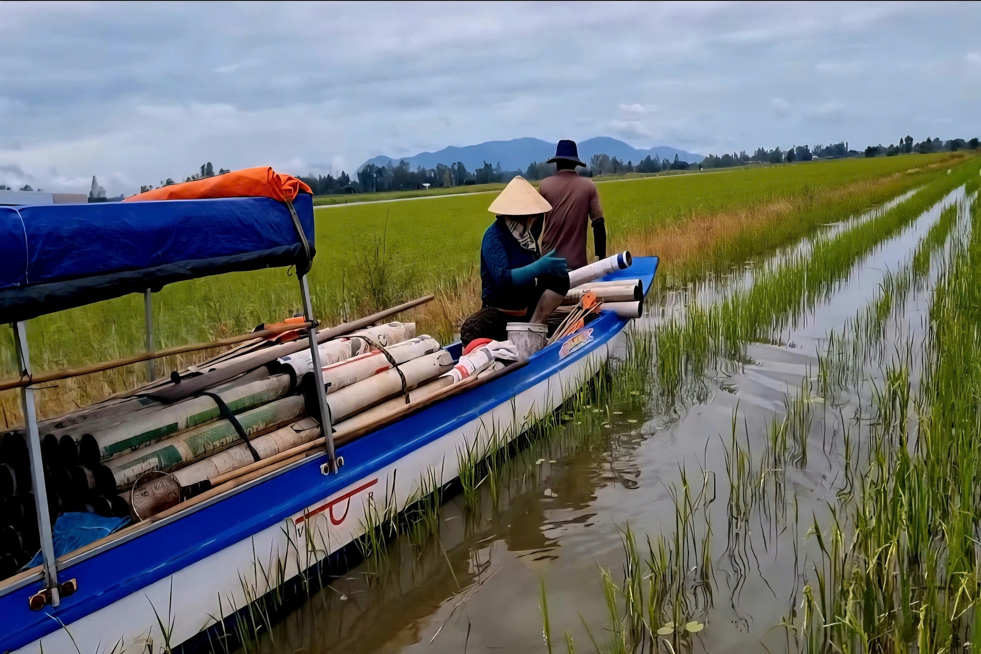 "Cần câu cơm" của nông dân miền Tây trên cánh đồng nước trắng- Ảnh 10.