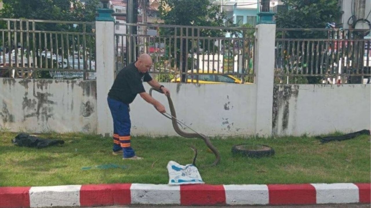 Bắt sống con rắn hổ mang chúa khổng lồ nặng 5kg cắn nam bảo vệ- Ảnh 1. Bắt sống con rắn hổ mang chúa khổng lồ nặng 5kg cắn nam bảo vệ- Ảnh 1.