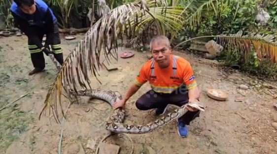 Kiểm tra chuồng gà, người đàn ông chứng kiến cảnh tượng rợn tóc gáy - Ảnh 2.