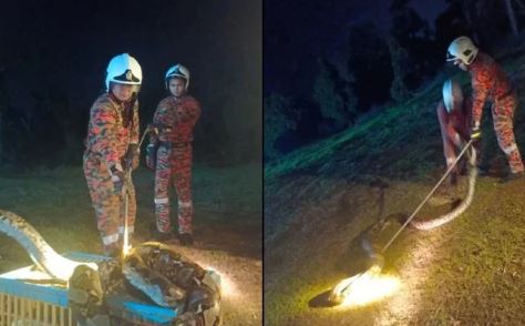 Kiểm tra chuồng gà, người đàn ông chứng kiến cảnh tượng rợn tóc gáy - Ảnh 1.