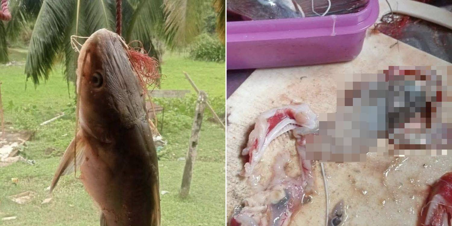 Mổ bụng cá trê, ngư dân sốc nặng khi thấy thứ đáng sợ bên trong - Ảnh 1.
