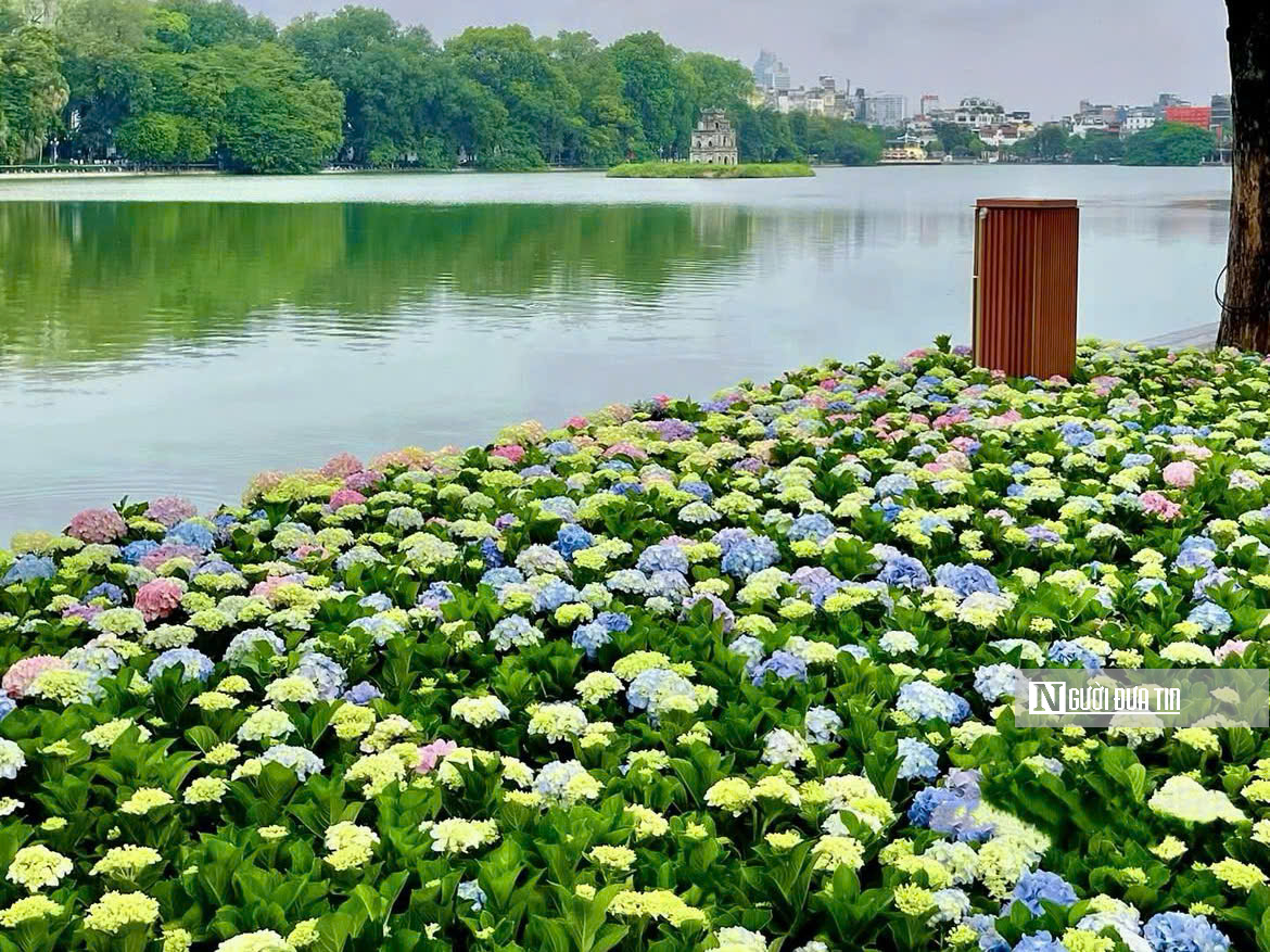 “Biển” cẩm tú cầu giữa lòng Hà Nội hút khách check-in dịp Quốc khánh 2/9 - Ảnh 1.