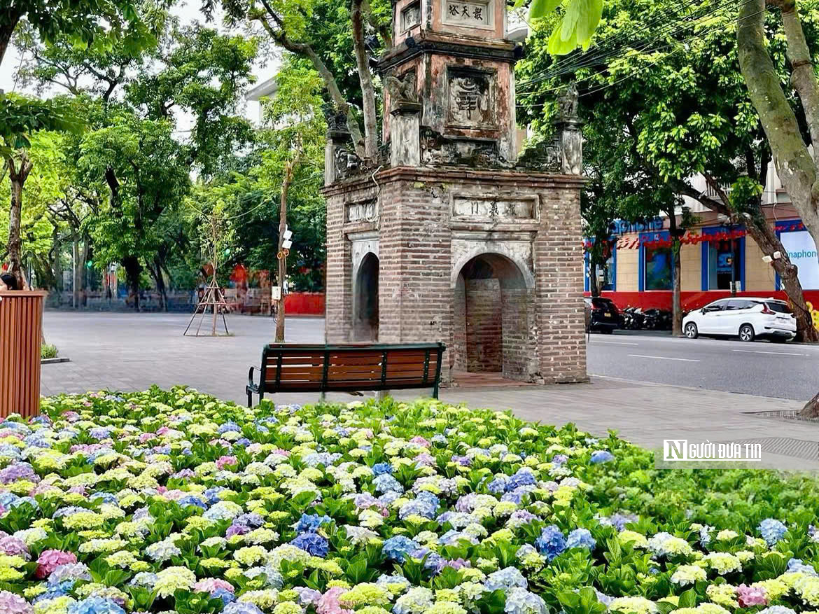 “Biển” cẩm tú cầu giữa lòng Hà Nội hút khách check-in dịp Quốc khánh 2/9 - Ảnh 2.