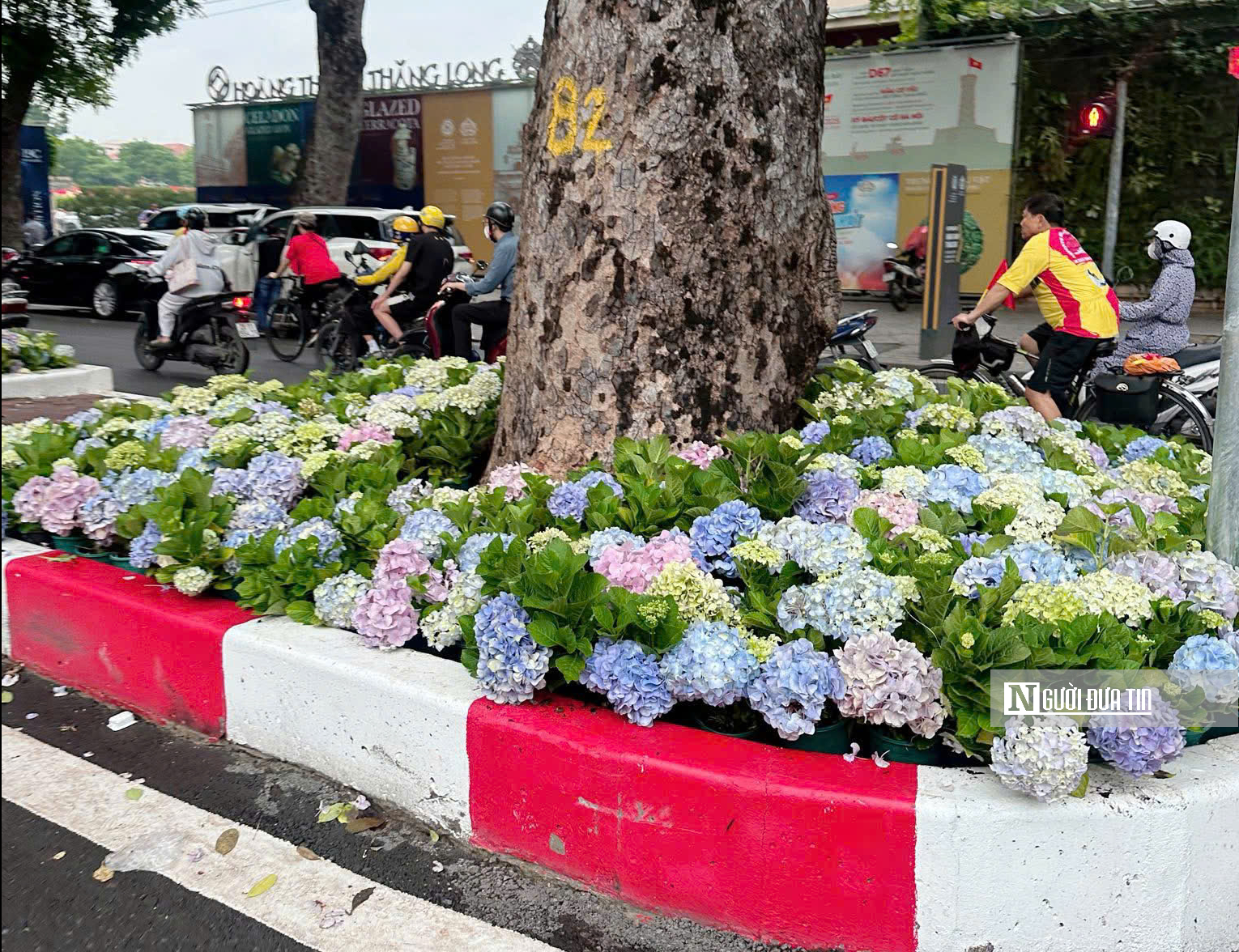 “Biển” cẩm tú cầu giữa lòng Hà Nội hút khách check-in dịp Quốc khánh 2/9 - Ảnh 6.