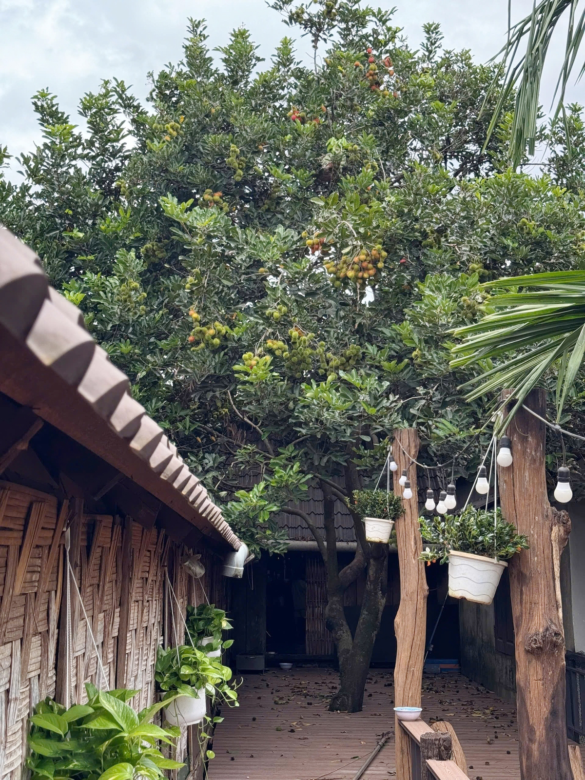 Nàng Hậu sở hữu khu vườn 2.500m2 đậm chất "chữa lành", thấy là mê - Ảnh 7.