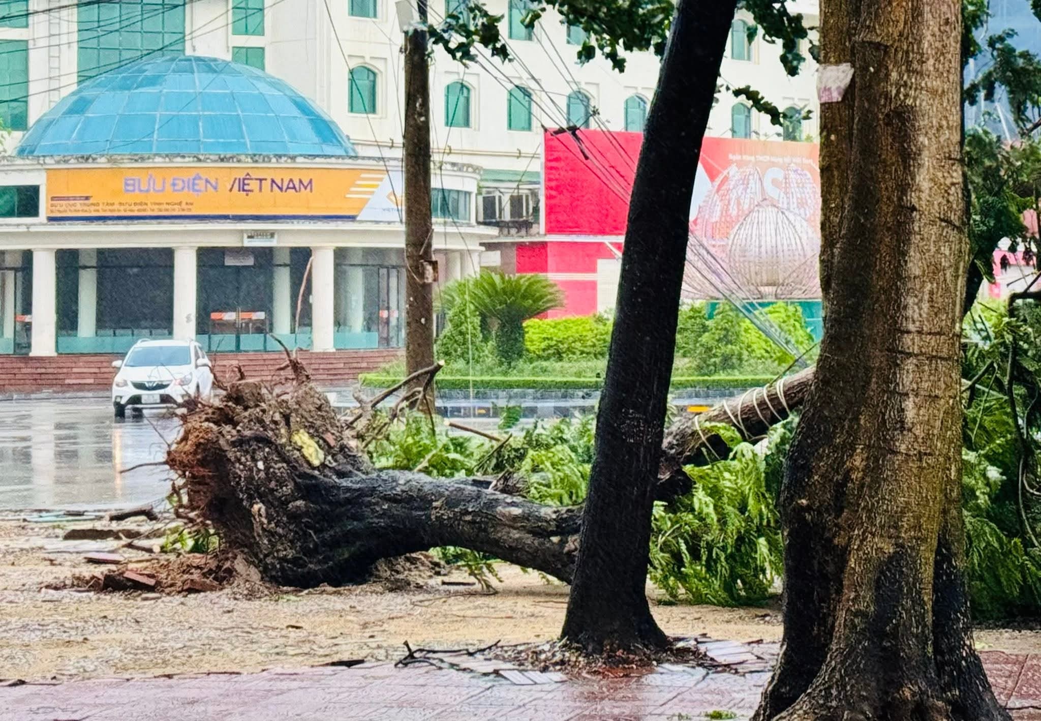 Nghệ An hàng loạt cây xanh bị bật gốc khi bão số 5 đổ bộ vào- Ảnh 4. Nghệ An hàng loạt cây xanh bị bật gốc khi bão số 5 đổ bộ vào- Ảnh 4.