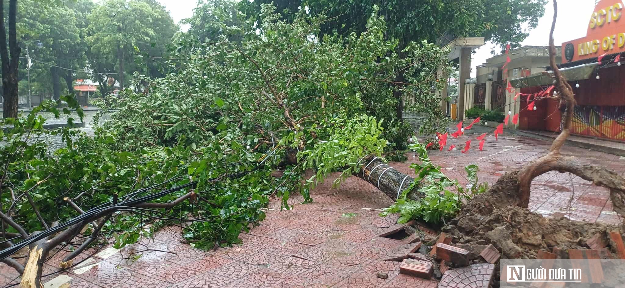 Nghệ An hàng loạt cây xanh bị bật gốc khi bão số 5 đổ bộ vào- Ảnh 3. Nghệ An hàng loạt cây xanh bị bật gốc khi bão số 5 đổ bộ vào- Ảnh 3.