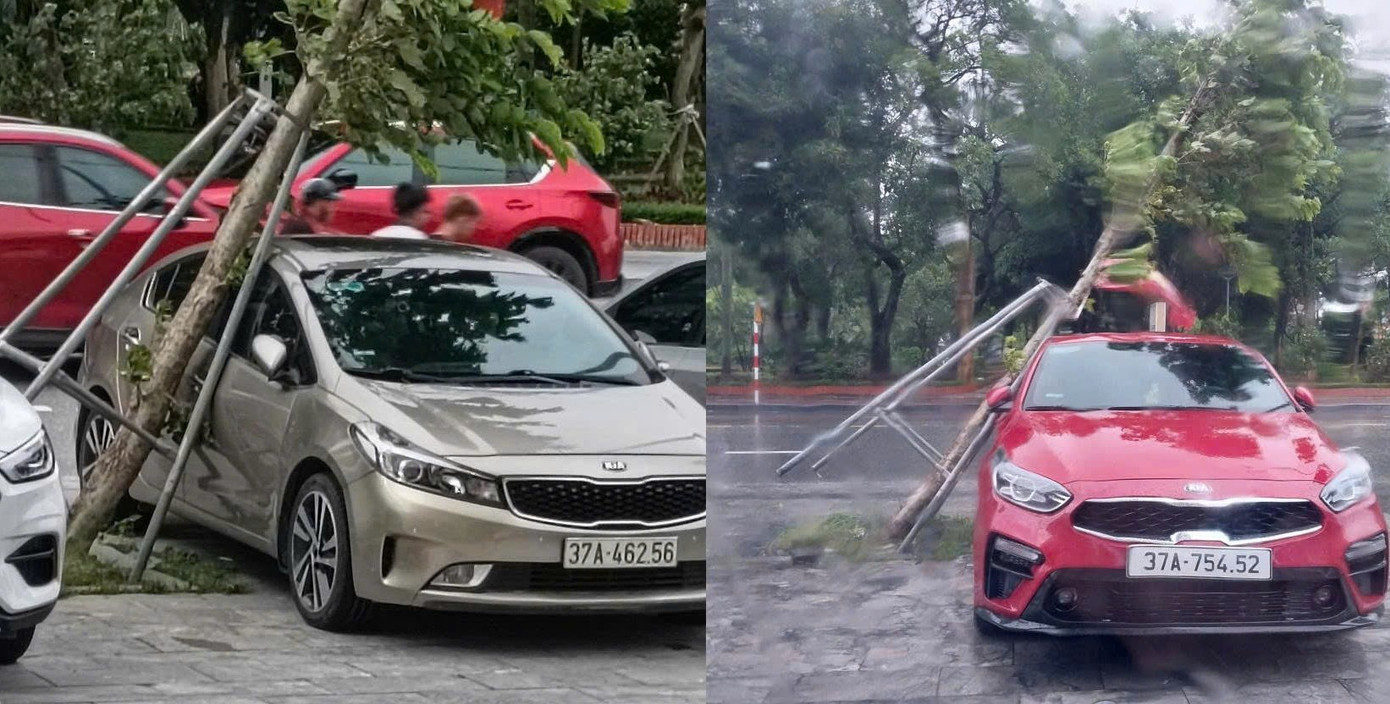 Nghệ An hàng loạt cây xanh bị bật gốc khi bão số 5 đổ bộ vào- Ảnh 5. Nghệ An hàng loạt cây xanh bị bật gốc khi bão số 5 đổ bộ vào- Ảnh 5.