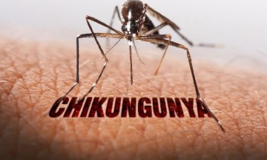 Bộ Y tế bác thông tin Việt Nam có ca mắc bệnh Chikungunya - Ảnh 1.