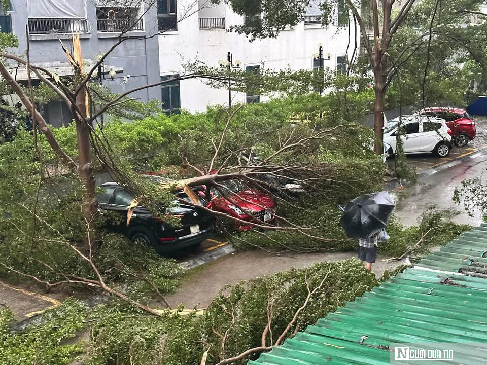Hàng loạt ô tô ở Nghệ An bị đè bẹp sau khi bão số 5 đổ bộ- Ảnh 5. Hàng loạt ô tô ở Nghệ An bị đè bẹp sau khi bão số 5 đổ bộ- Ảnh 5.