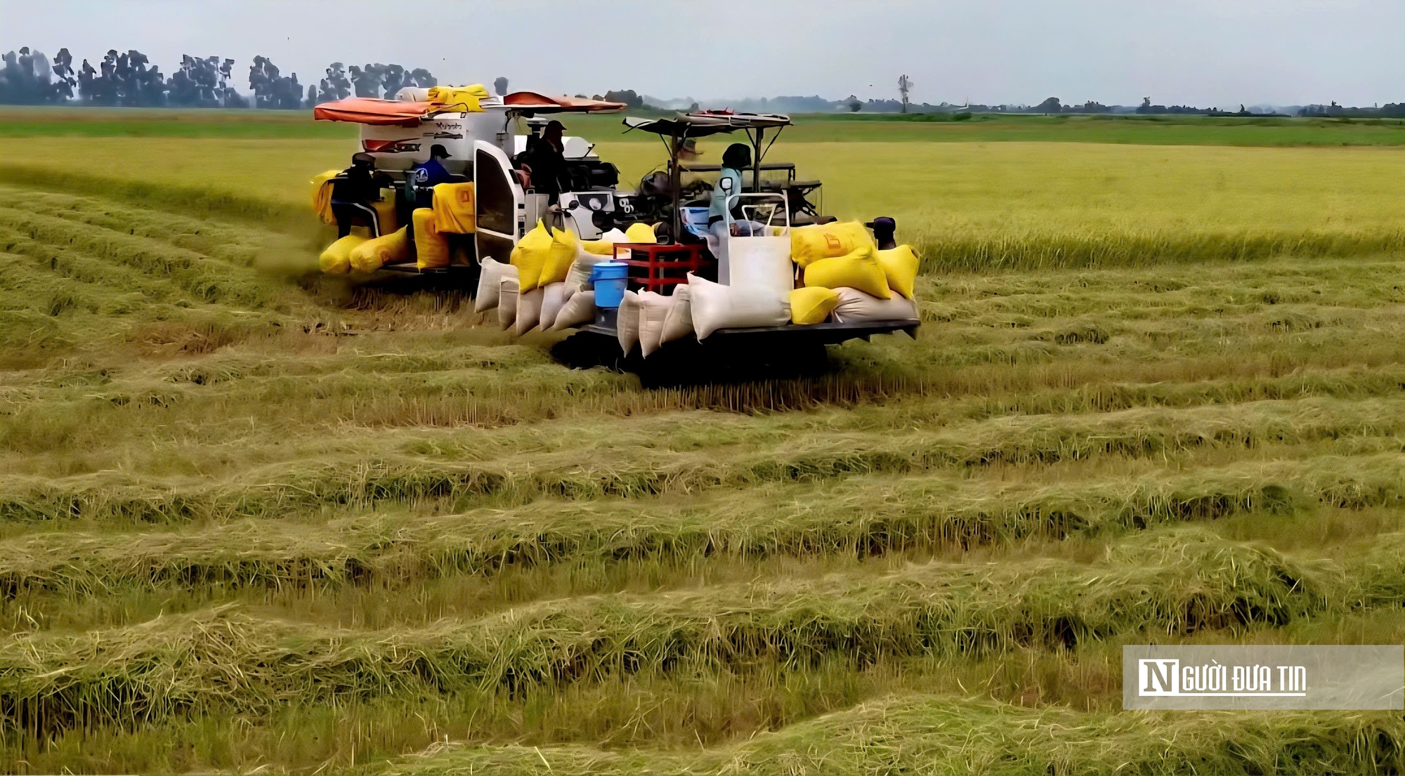 Thu hoạch lúa Hè Thu, nông dân lo lỗ vì giá - Ảnh 1.
