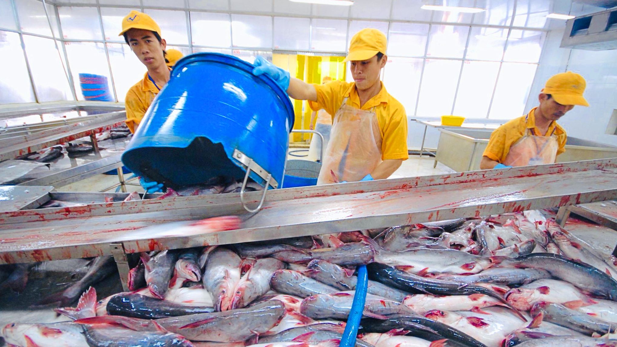 Doanh thu từ Mỹ và EU bù đắp đà giảm của Vĩnh Hoàn tại Trung Quốc - Ảnh 1.